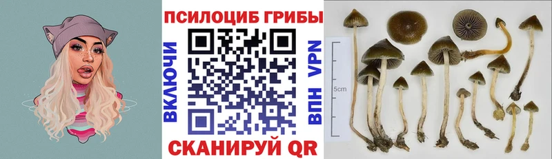Псилоцибиновые грибы Psilocybine cubensis  МЕГА ТОР  Пустошка 